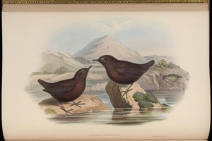 Cinclus pallasii